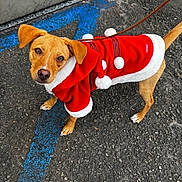 Rylee joined the competition — help win amazing prizes! adorable, animal, asphalt, blue_lines, brown_fur, canine, curious, cute, dog, festive, leash, looking_up, outdoor, pet, pom_poms, red_coat, short_hair, small_dog, standing, winter_clothing