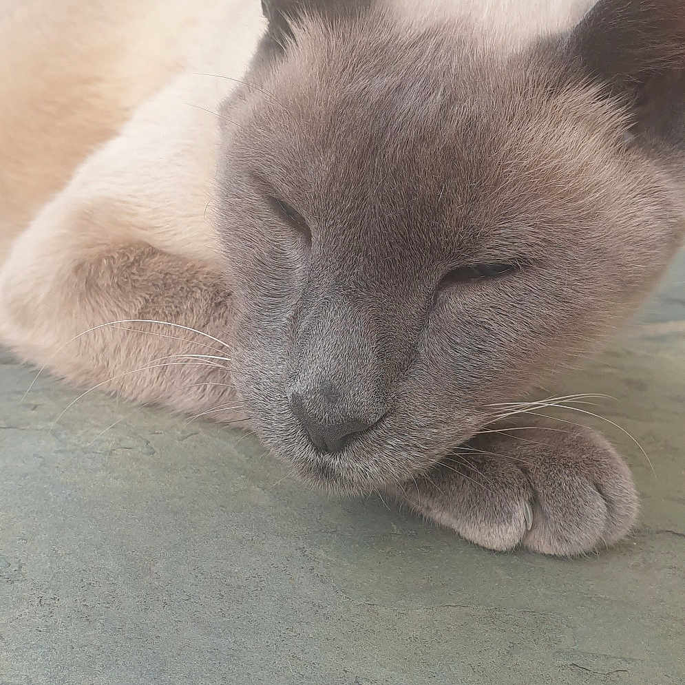 Kyo