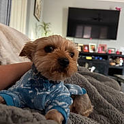 Ace joined the competition — help win amazing prizes! dog, puppy, small_dog, pet, blue_outfit, clothing, collar, dog_tag, brown_fur, fluffy, sitting, lying_down, indoors, living_room, blanket, couch, television, portrait, close_up, cute