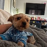 dog, puppy, small_dog, pet, blue_outfit, clothing, collar, dog_tag, brown_fur, fluffy, sitting, lying_down, indoors, living_room, blanket, couch, television, portrait, close_up, cute