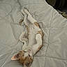 Tao a rejoint le concours — aidez-le/la à gagner de superbes lots ! kitten, cat, orange_and_white, sleeping, lying_down, blanket, bed, cozy, fur, pet, indoor, cute, small, young, relaxed, animal, whiskers, paws, ears, resting