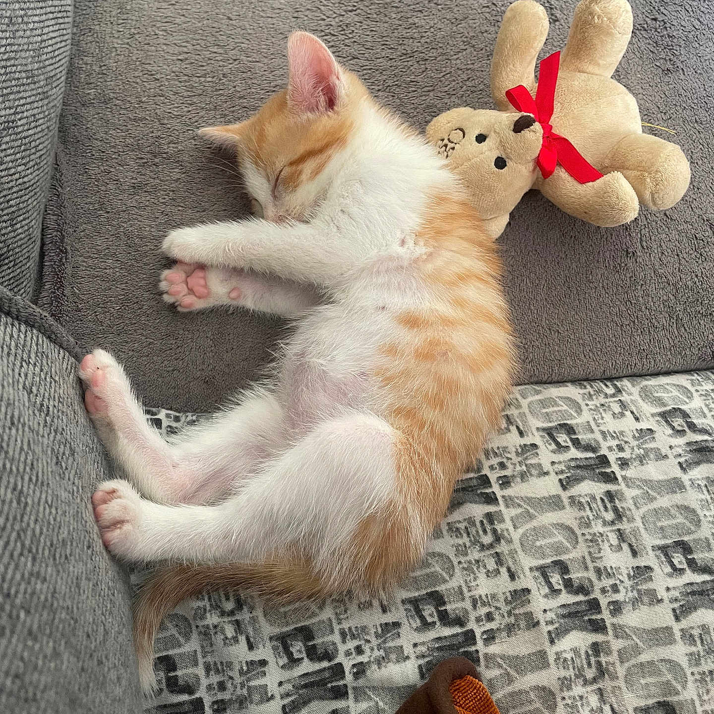 Tao participe au concours pour gagner de l'argent avec cette photo : kitten, cat, sleeping, plush_toy, teddy_bear, toy_mouse, couch, blanket, cozy, feline, pet, indoor, cute, nap, fur, pink_paws, relaxing, domestic_animal, rest, home