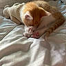 Tao a rejoint le concours — aidez-le/la à gagner de superbes lots ! kitten, cat, orange_cat, white_cat, sleeping, paws, plush_toy, blanket, bed, cozy, nap, fur, pet, cute, indoor, soft, rest, animal, small, feline