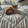 kitten, cat, sleeping, bed, quilt, white, orange, indoor, cozy, pet, animal, resting, feline, sunlight, window, glass_door, chair, table, outdoor, home
