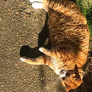 Macaron a rejoint le concours — aidez-le/la à gagner de superbes lots ! abyssinian, accessories, animal, cat, city, grass, kitten, manx, nature, outdoors, person, pet, plant, road, rock, sleeping, soil, street, urban, wood