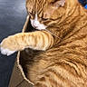 Macaron participe au concours pour gagner de l'argent avec cette photo : abyssinian, animal, bag, basket, box, cardboard, carton, cat, drawer, furniture, hardwood, indoors, kitten, manx, person, pet, plant, pottedplant, sleeping, wood