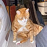Macaron a rejoint le concours — aidez-le/la à gagner de superbes lots ! abyssinian, animal, architecture, building, cat, chair, couch, cushion, furniture, homedecor, indoors, interiordesign, kitten, livingroom, manx, person, pet, plywood, room, wood