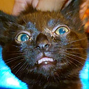 Shayla is registered to the contest to win money with this photo: animal, black_cat, blurry_background, cat, close_up, ears, expression, feline, funny_face, fur, hands, indoor, mouth, nose, pet, startled, surprised, teeth, whiskers, wide_eyes
