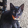 Shayla is registered to the contest to win money with this photo: animal, bell, black_cat, carpet, close_up, collar, curious, cute, domestic_cat, ears, feline, fur, indoor, kitten, pet, playful, sitting, small_animal, whiskers, young