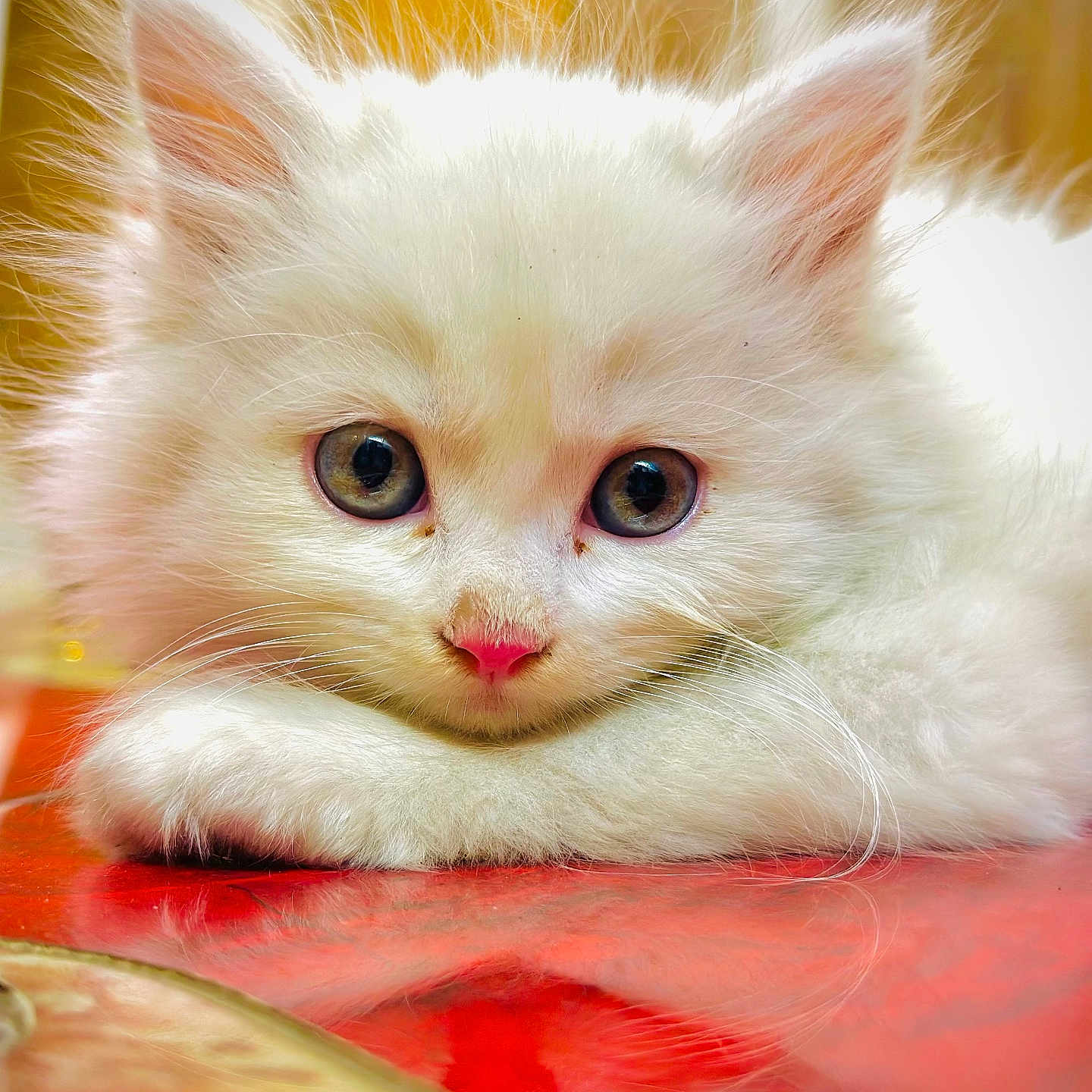 Kiyoshi is registered to the contest to win money with this photo: animal, big_eyes, cat, close_up, curious, cute, domestic_cat, fluffy, indoor, kitten, paw, pet, pink_nose, portrait, relaxed, resting, soft_fur, whiskers, white_fur, young_cat