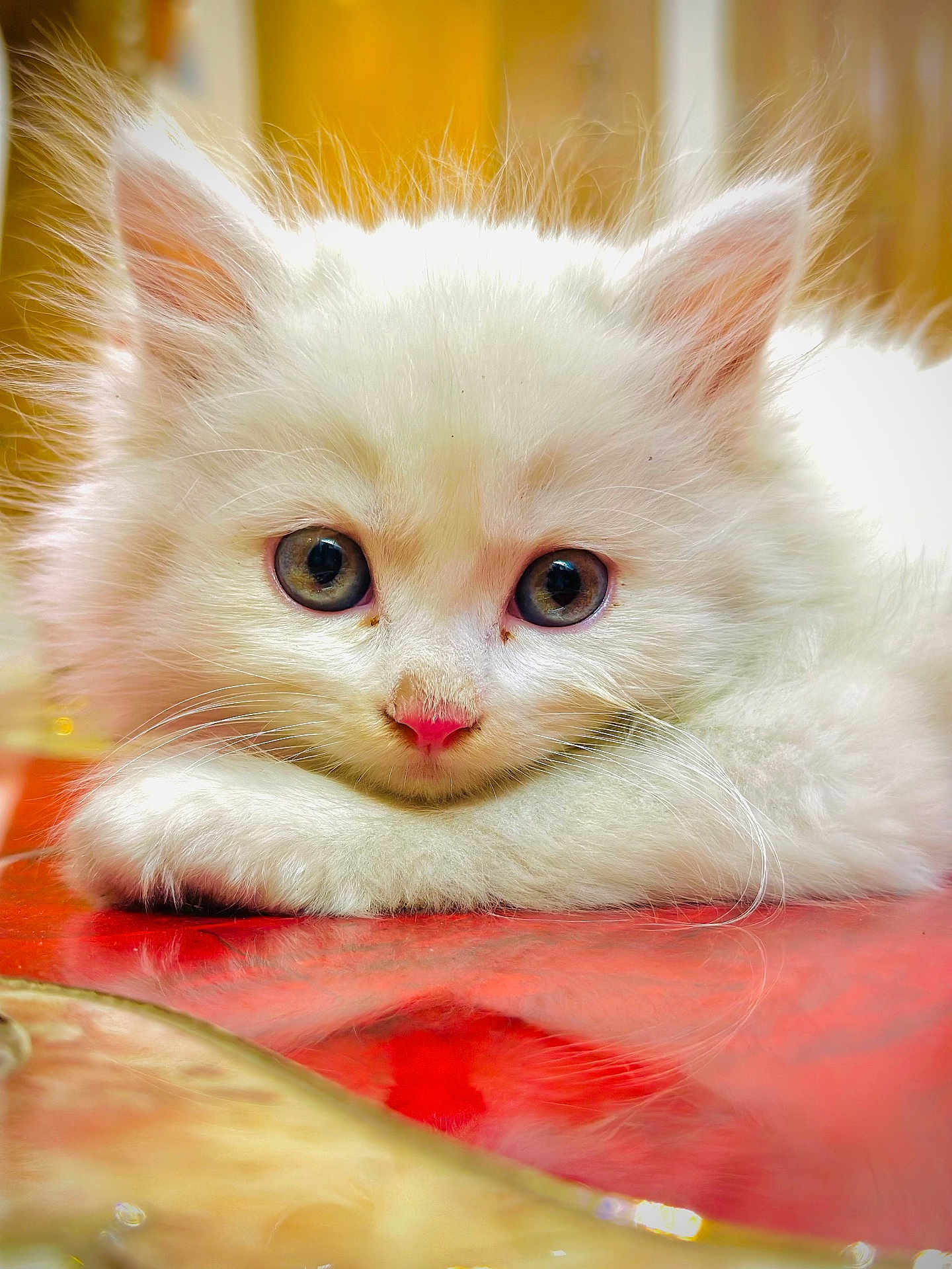 Kiyoshi is registered to the contest to win money with this photo: animal, big_eyes, cat, close_up, curious, cute, domestic_cat, fluffy, indoor, kitten, paw, pet, pink_nose, portrait, relaxed, resting, soft_fur, whiskers, white_fur, young_cat