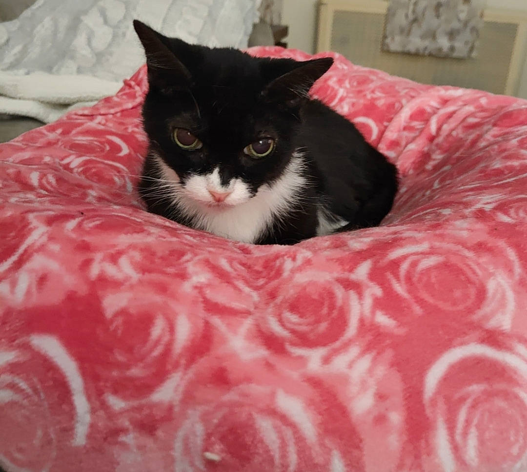 Zoe joined the competition — help win amazing prizes! bedding, black_cat, carmine, carnivore, cat, cat_bed, cat_supply, comfort, domestic_short_haired_cat, felidae, fur, grey, linens, magenta, pattern, room, small_to_medium_sized_cats, snout, tail, whiskers