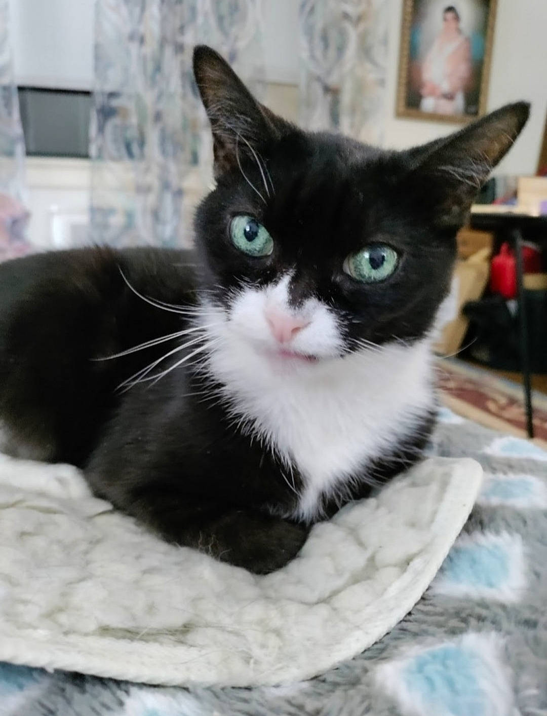 Zoe joined the competition — help win amazing prizes! black_cat, carnivore, cat, claw, comfort, domestic_short_haired_cat, felidae, fur, grey, monochrome_photography, small_to_medium_sized_cats, snout, tail, whiskers, window