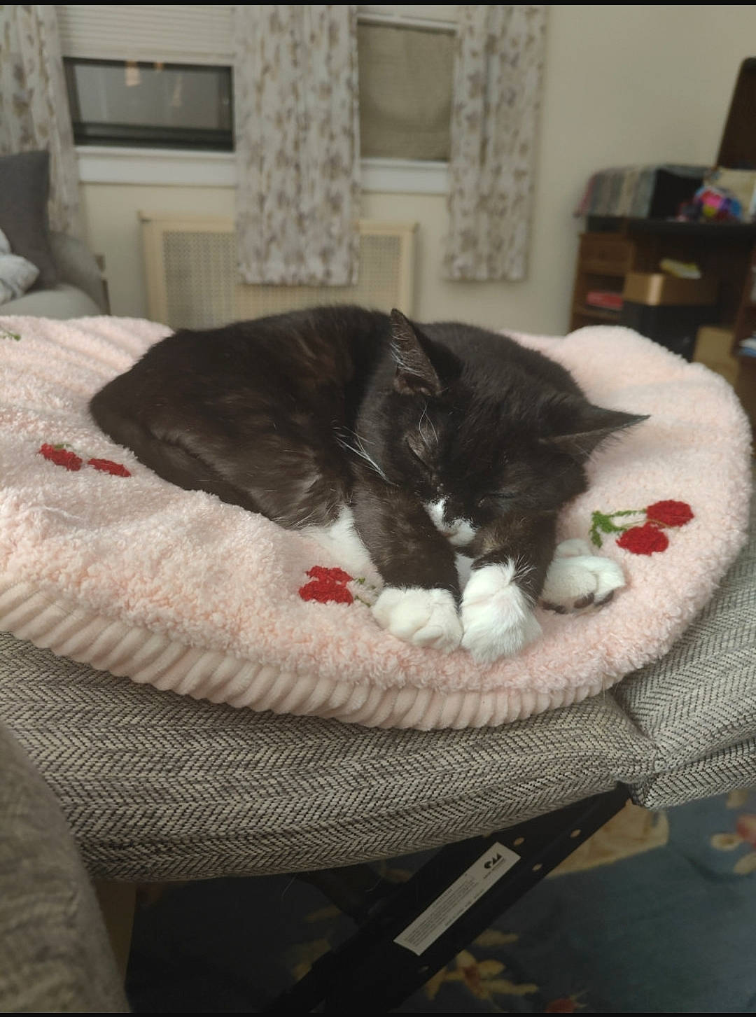 Zoe is registered to the contest to win money with this photo: black_cat, canidae, carnivore, cat, cat_bed, cat_supply, comfort, companion_dog, domestic_short_haired_cat, felidae, flooring, fur, grey, linens, mammal, room, shelf, small_to_medium_sized_cats, tail, whiskers