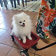 Kiki joined the competition — help win amazing prizes! dog, puppy, white_dog, fluffy, small_dog, pomeranian, pet, animal, wagon, toy_wagon, red_wagon, sitting, happy, open_mouth, indoors, kitchen, tile_floor, colorful_clothing, wheel, portrait