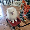 dog, puppy, white_dog, fluffy, small_dog, pomeranian, pet, animal, wagon, toy_wagon, red_wagon, sitting, happy, open_mouth, indoors, kitchen, tile_floor, colorful_clothing, wheel, portrait
