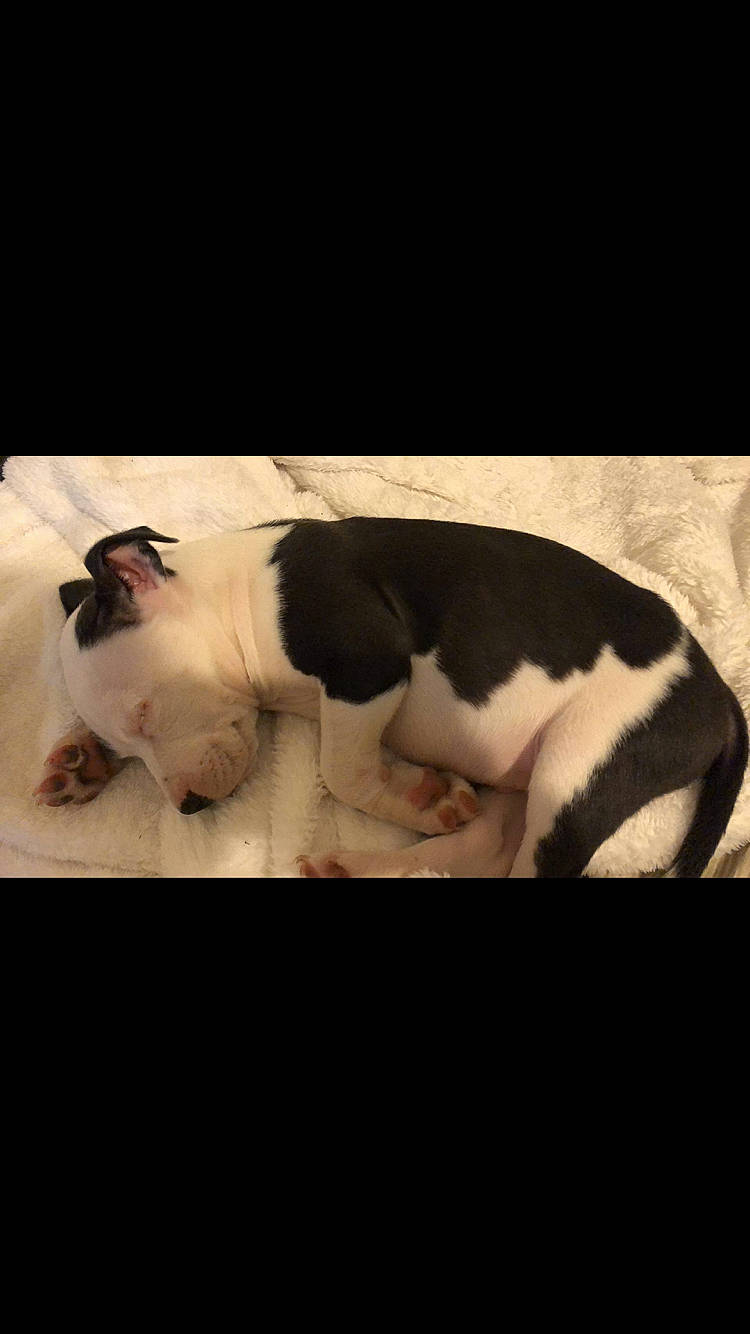 Razko participe au concours pour gagner de l'argent avec cette photo : canidae, carnivore, cat, claw, comfort, companion_dog, darkness, dog_breed, domestic_short_haired_cat, fawn, felidae, fur, linens, paw, room, sky, small_to_medium_sized_cats, snout, tail, whiskers