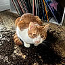 Kyubi a rejoint le concours — aidez-le/la à gagner de superbes lots ! animal, cat, curious, cute, floor, furniture, home, indoor, leaf, mess, orange_cat, pet, plant, potted_plants, records, shelf, spilled_soil, vinyl, white_cat, wooden_floor