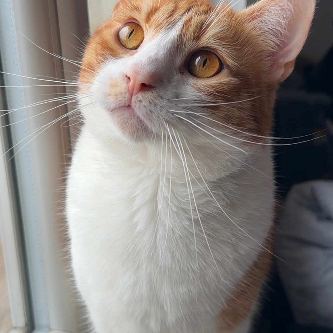 Kyubi