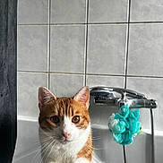 Kyubi a rejoint le concours — aidez-le/la à gagner de superbes lots ! animal, bath_sponge, bathroom, bathtub, cat, cleaning, curious, domestic, fur, household, indoor, looking, orange_cat, paw, pet, shower_faucet, standing, tiles, whiskers, white_cat