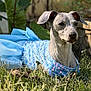 dog, pet, animal, costume, blue_dress, sequins, bow, grass, outdoor, garden, portrait, face, muzzle, ears, sitting, sunlight, shallow_depth_of_field, leafy_background, small_dog, cute