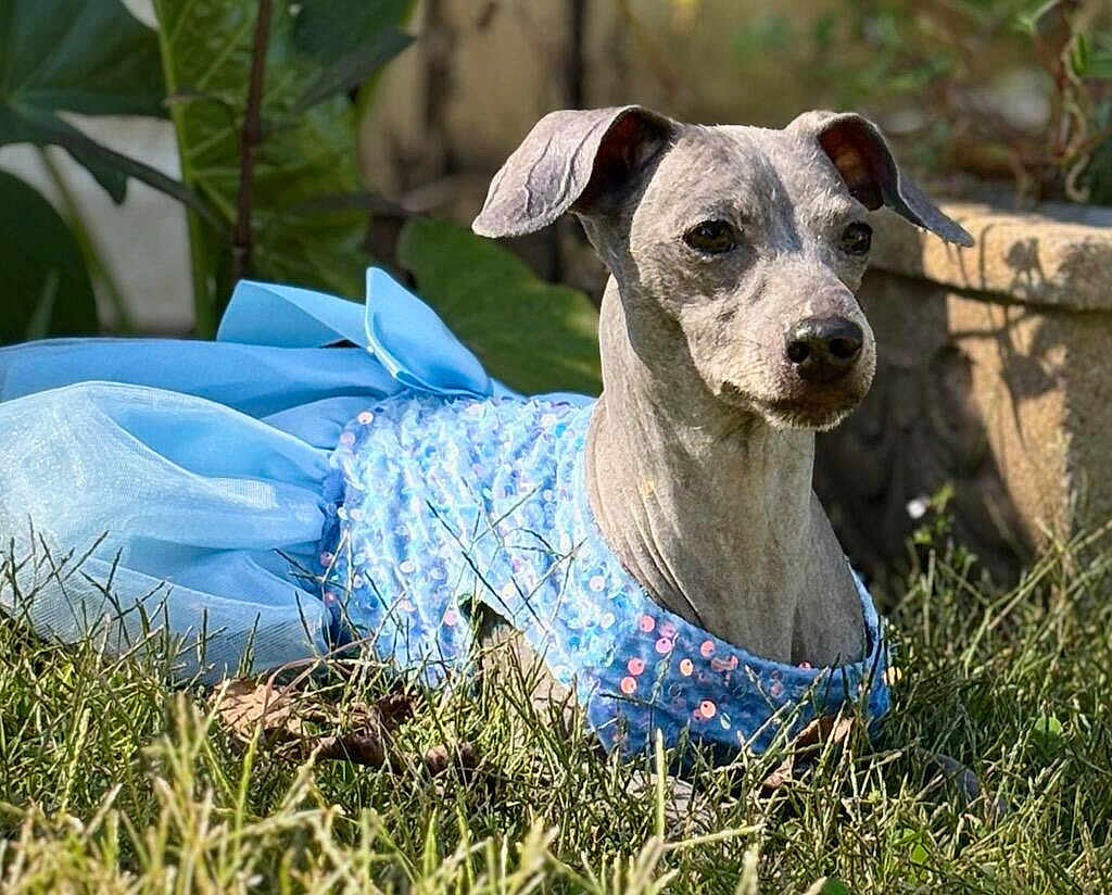 Tiny joined the competition — help win amazing prizes! dog, pet, animal, costume, blue_dress, sequins, bow, grass, outdoor, garden, portrait, face, muzzle, ears, sitting, sunlight, shallow_depth_of_field, leafy_background, small_dog, cute