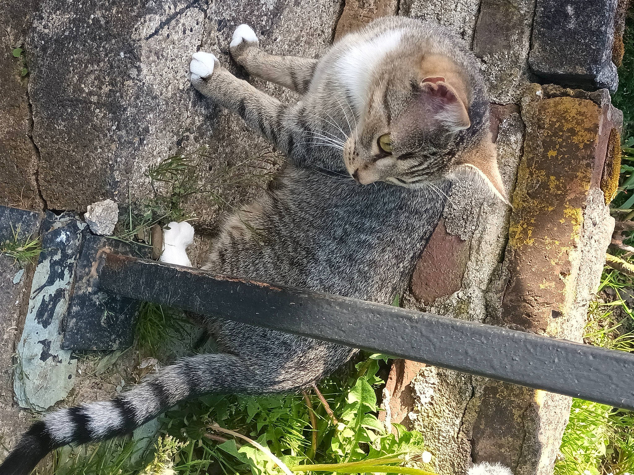 Suzy participe au concours pour gagner de l'argent avec cette photo : carnivore, cat, claw, domestic_short_haired_cat, felidae, fur, grass, groundcover, paw, plant, small_to_medium_sized_cats, snout, tail, terrestrial_animal, trunk, whiskers, wildlife, wood, zoo