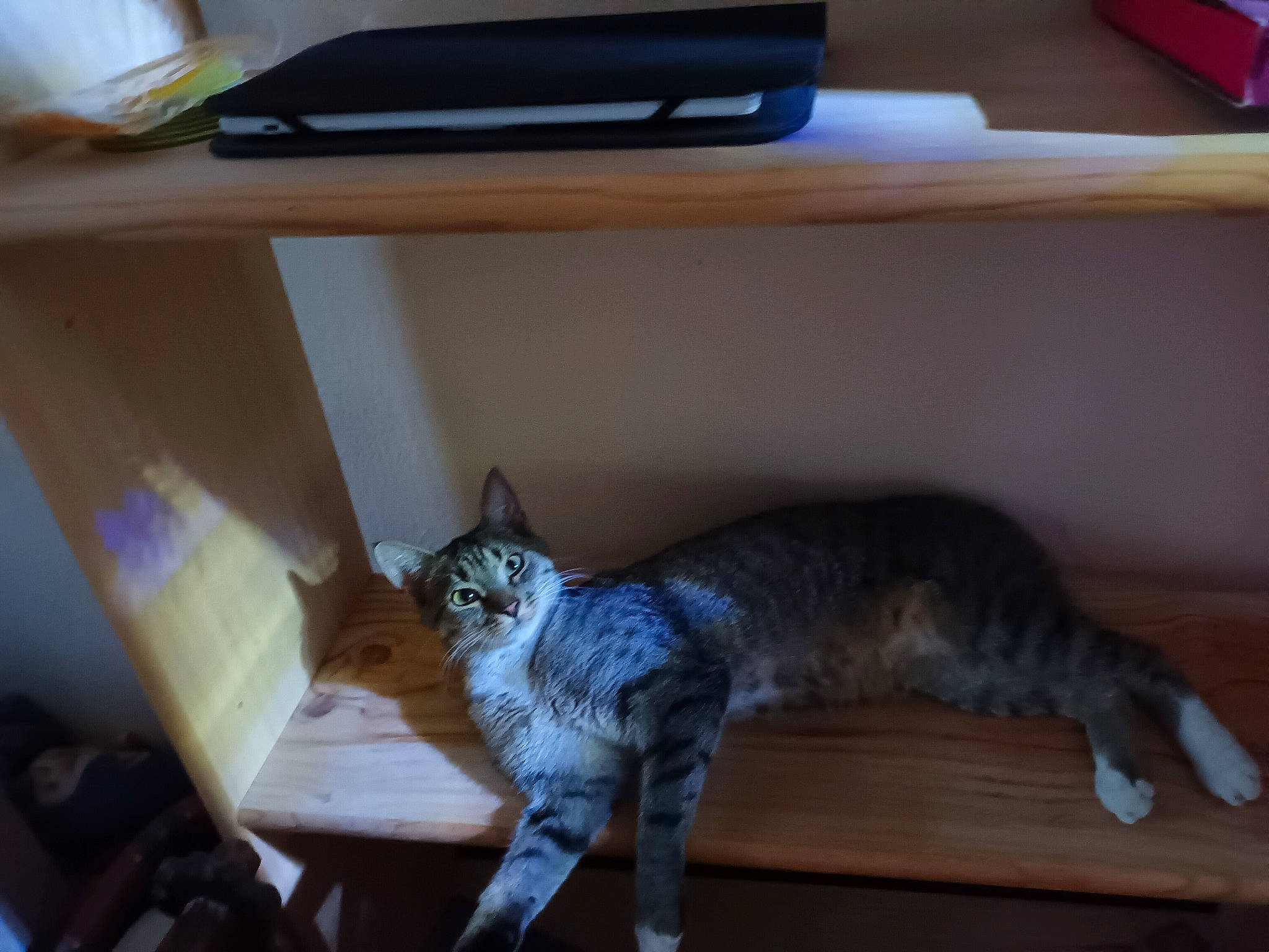 Suzy a rejoint le concours — aidez-le/la à gagner de superbes lots ! bookcase, carnivore, cat, comfort, domestic_short_haired_cat, felidae, floor, flooring, fur, grey, hardwood, office_supplies, paw, shelf, shelving, small_to_medium_sized_cats, table, tail, whiskers, wood