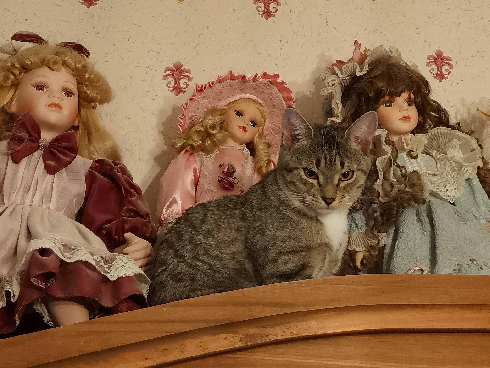 Suzy a rejoint le concours — aidez-le/la à gagner de superbes lots ! art, barbie, carnivore, cat, doll, domestic_short_haired_cat, fashion_accessory, fashion_design, fawn, felidae, formal_wear, fur, headpiece, pattern, pink, small_to_medium_sized_cats, toy, vintage_clothing, whiskers, wig