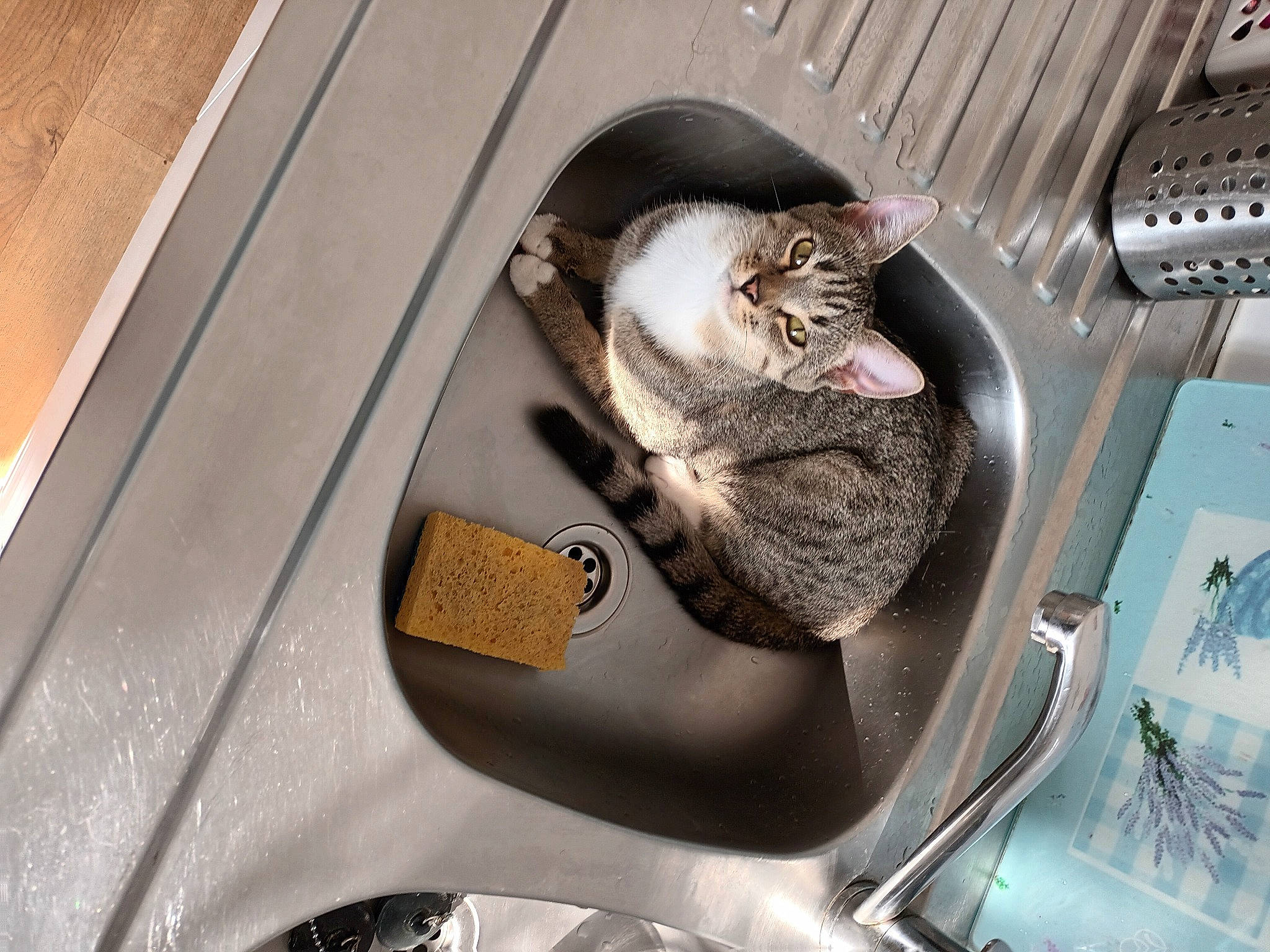 Suzy participe au concours pour gagner de l'argent avec cette photo : auto_part, automotive_exterior, automotive_lighting, automotive_tire, carnivore, cat, comfort, computer_keyboard, felidae, grey, input_device, motor_vehicle, mouse, small_to_medium_sized_cats, tail, vehicle, vehicle_door, vertebrate, whiskers, wood