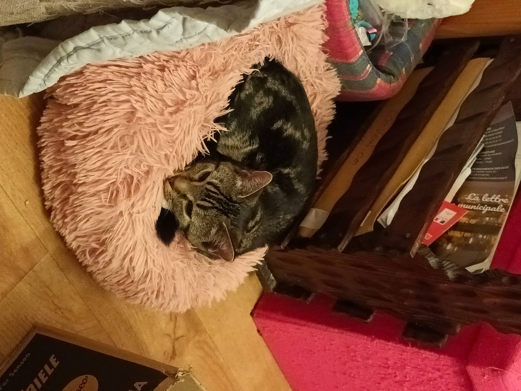 Zoé a rejoint le concours — aidez-le/la à gagner de superbes lots ! art, box, carnivore, comfort, companion_dog, dog_breed, fawn, felidae, flooring, fur, small_to_medium_sized_cats, snout, sporting_group, tail, thread, vertebrate, visual_arts, whiskers, wood, wool