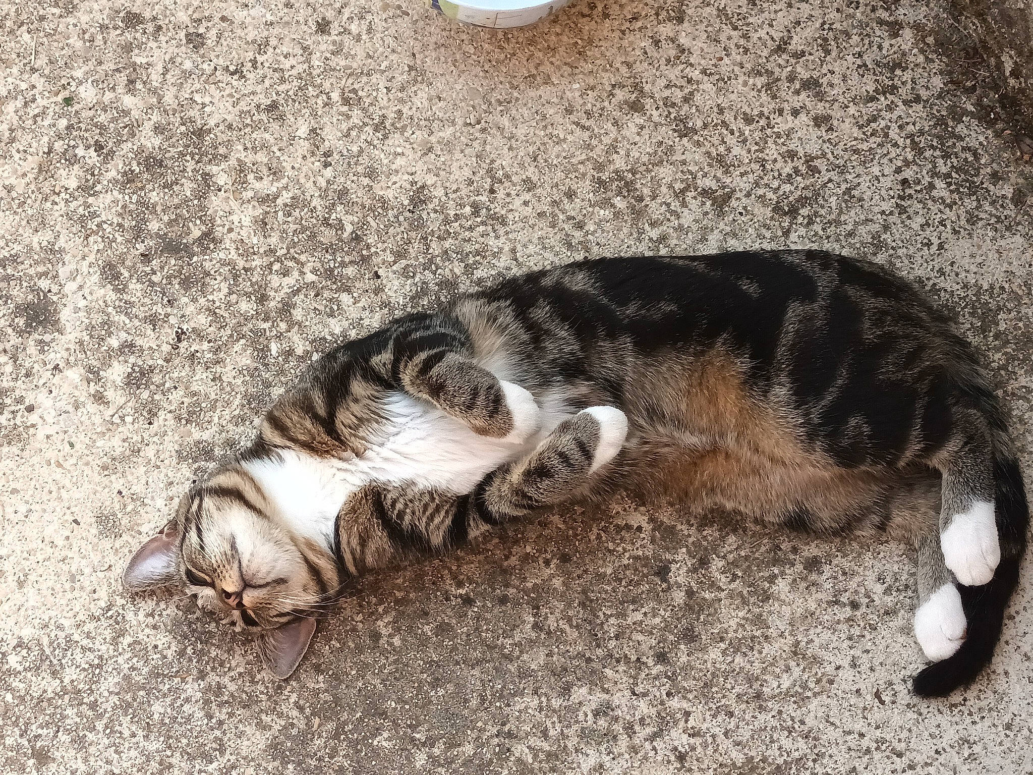 Zoé a rejoint le concours — aidez-le/la à gagner de superbes lots ! asphalt, carnivore, cat, claw, comfort, dog_breed, domestic_short_haired_cat, fawn, felidae, foot, fur, human_leg, paw, road_surface, small_to_medium_sized_cats, snout, sporting_group, tail, terrestrial_animal, whiskers