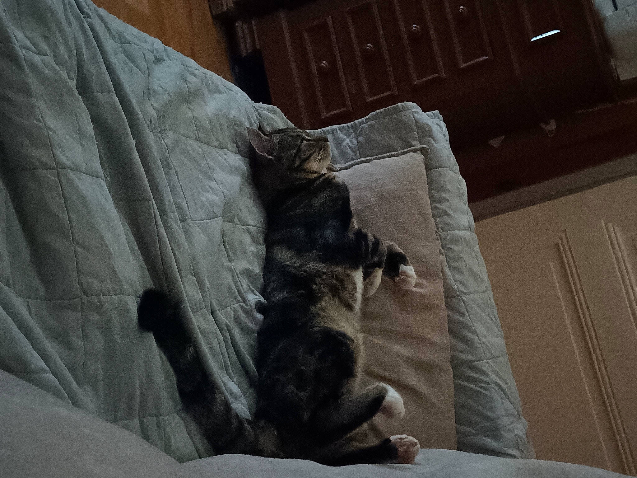 Zoé participe au concours pour gagner de l'argent avec cette photo : bedding, canidae, carnivore, comfort, companion_dog, dog, dog_breed, felidae, fur, grey, hardwood, linens, nap, room, small_to_medium_sized_cats, snout, sporting_group, tail, tints_and_shades, wood