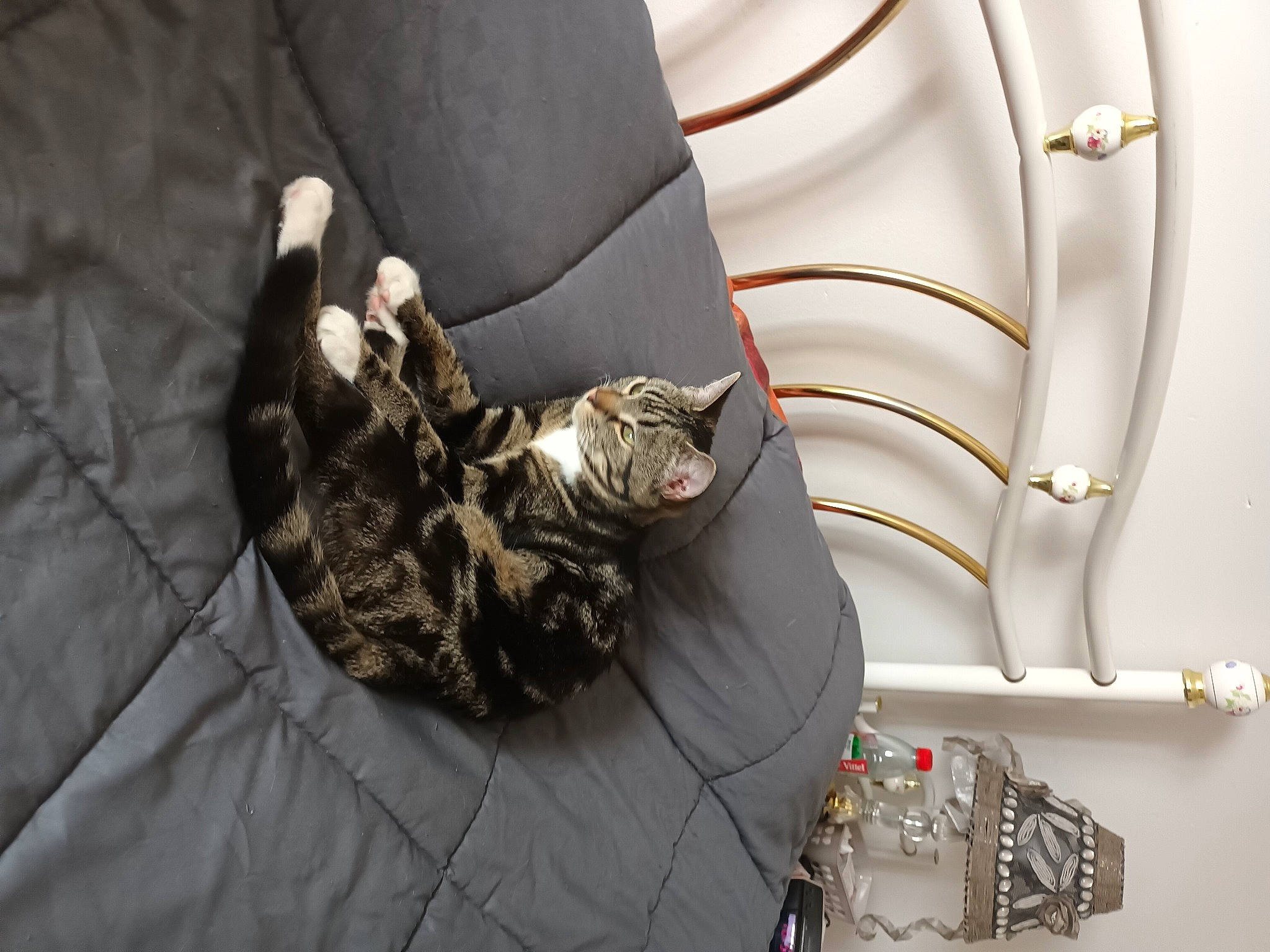 Zoé a rejoint le concours — aidez-le/la à gagner de superbes lots ! auto_part, automotive_tire, bag, carnivore, cat, comfort, couch, domestic_short_haired_cat, felidae, fur, grey, linens, metal, military_camouflage, plant, room, small_to_medium_sized_cats, tail, whiskers, wood