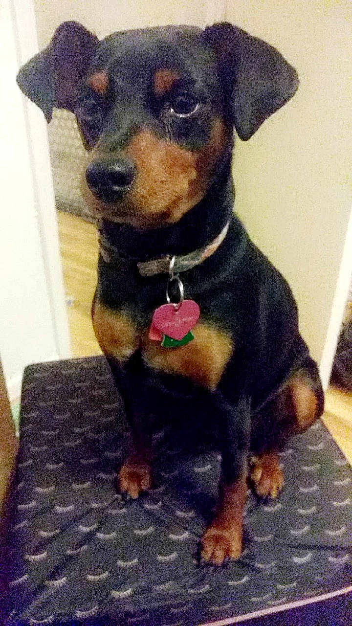 Niki is registered to the contest to win money with this photo: black_and_tan_terrier, canidae, carlin_pinscher, carnivore, companion_dog, dog, dog_breed, english_toy_terrier, german_pinscher, jagdterrier, mammal, manchester_terrier, miniature_pinscher, pinscher, puppy, rare_breed_dog, rottweiler, toy_dog, vertebrate, working_dog