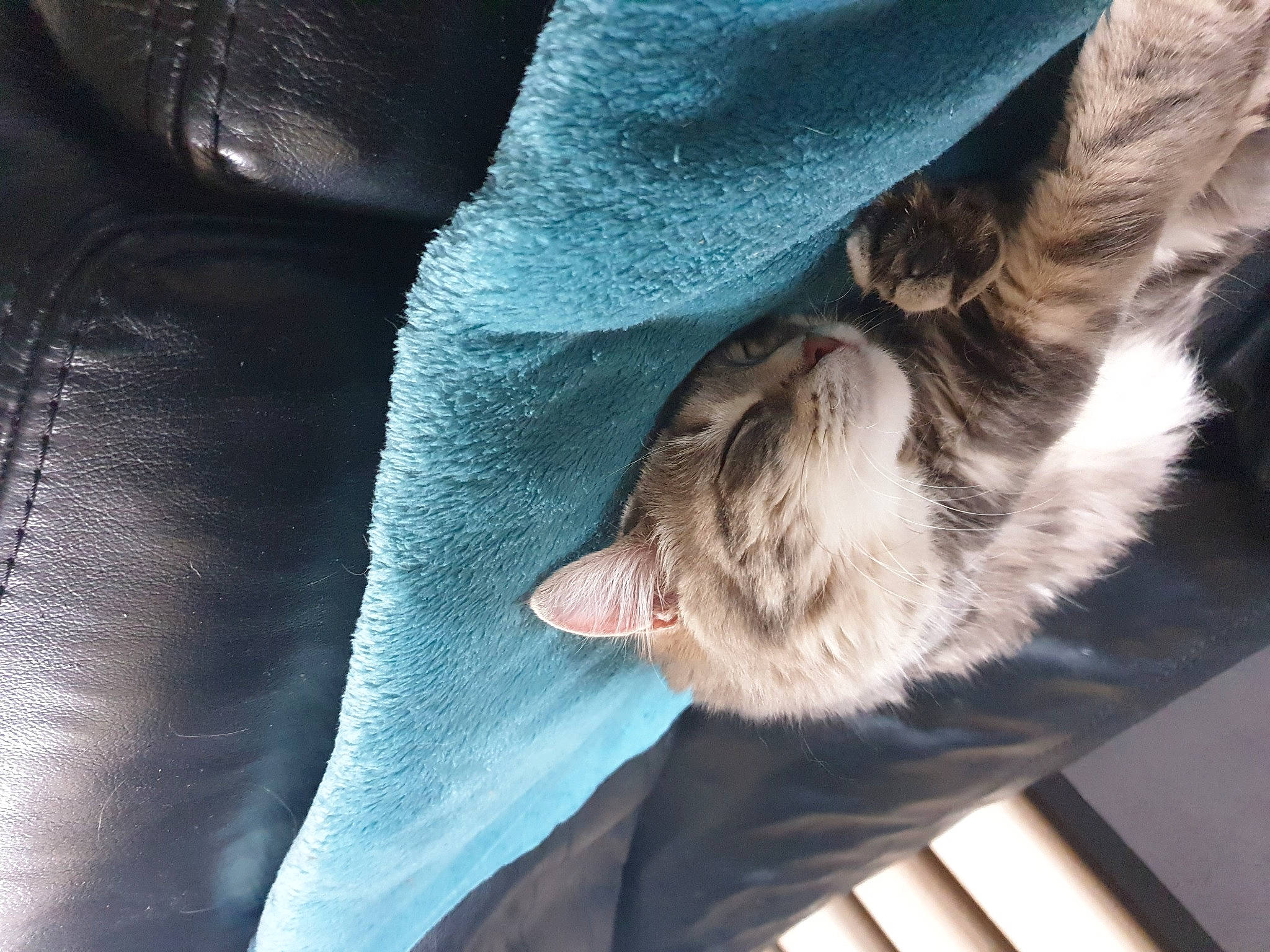 Shellby participe au concours pour gagner de l'argent avec cette photo : carnivore, cat, comfort, companion_dog, denim, dog_breed, domestic_short_haired_cat, electric_blue, felidae, gesture, grey, human_leg, small_to_medium_sized_cats, snout, sporting_group, tail, textile, tree, whiskers, wood