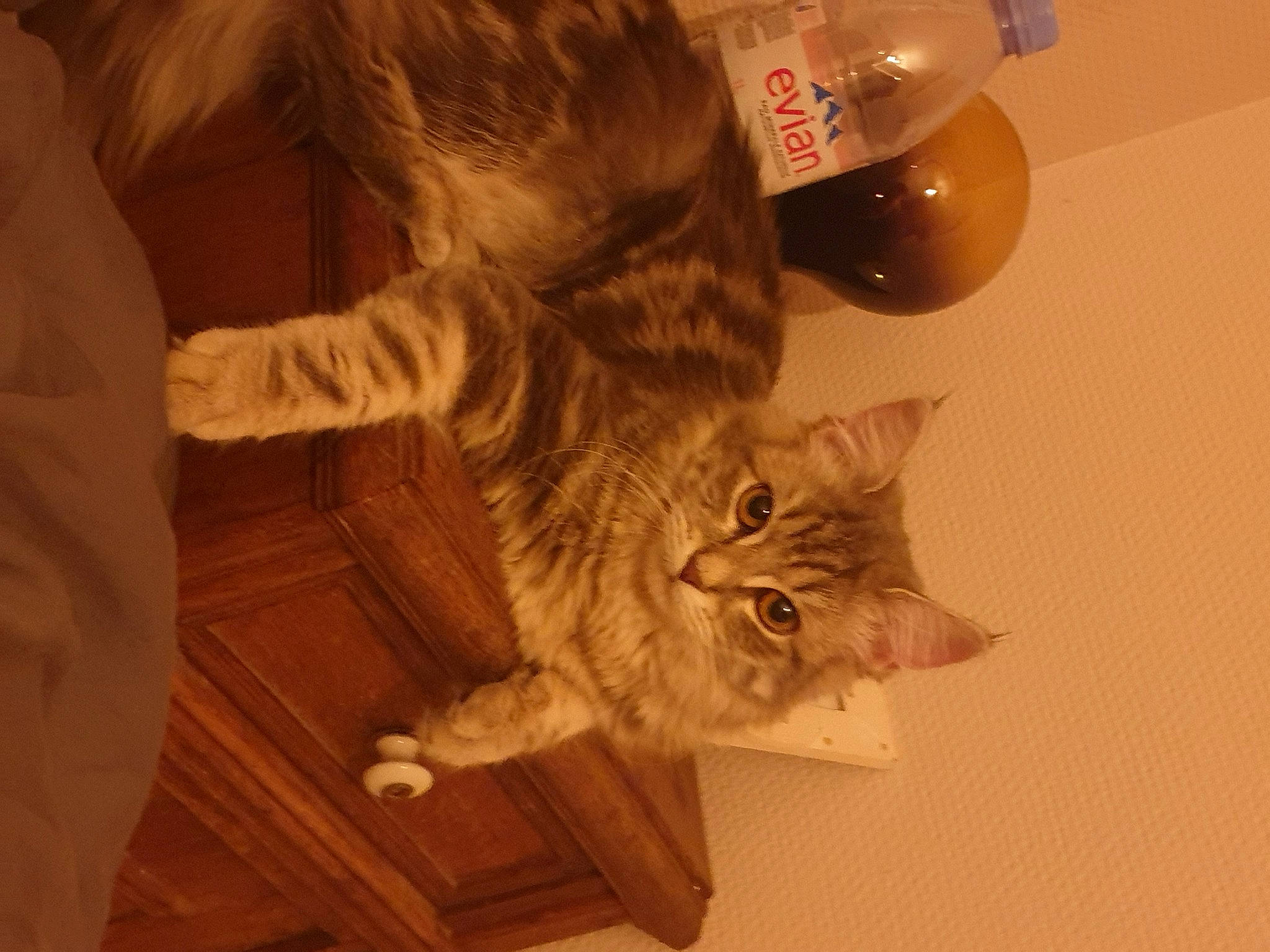 Shellby a rejoint le concours — aidez-le/la à gagner de superbes lots ! carnivore, cat, claw, domestic_short_haired_cat, ear, fawn, felidae, flooring, fur, gesture, hardwood, laminate_flooring, paw, room, small_to_medium_sized_cats, snout, tail, whiskers, wood, wood_flooring