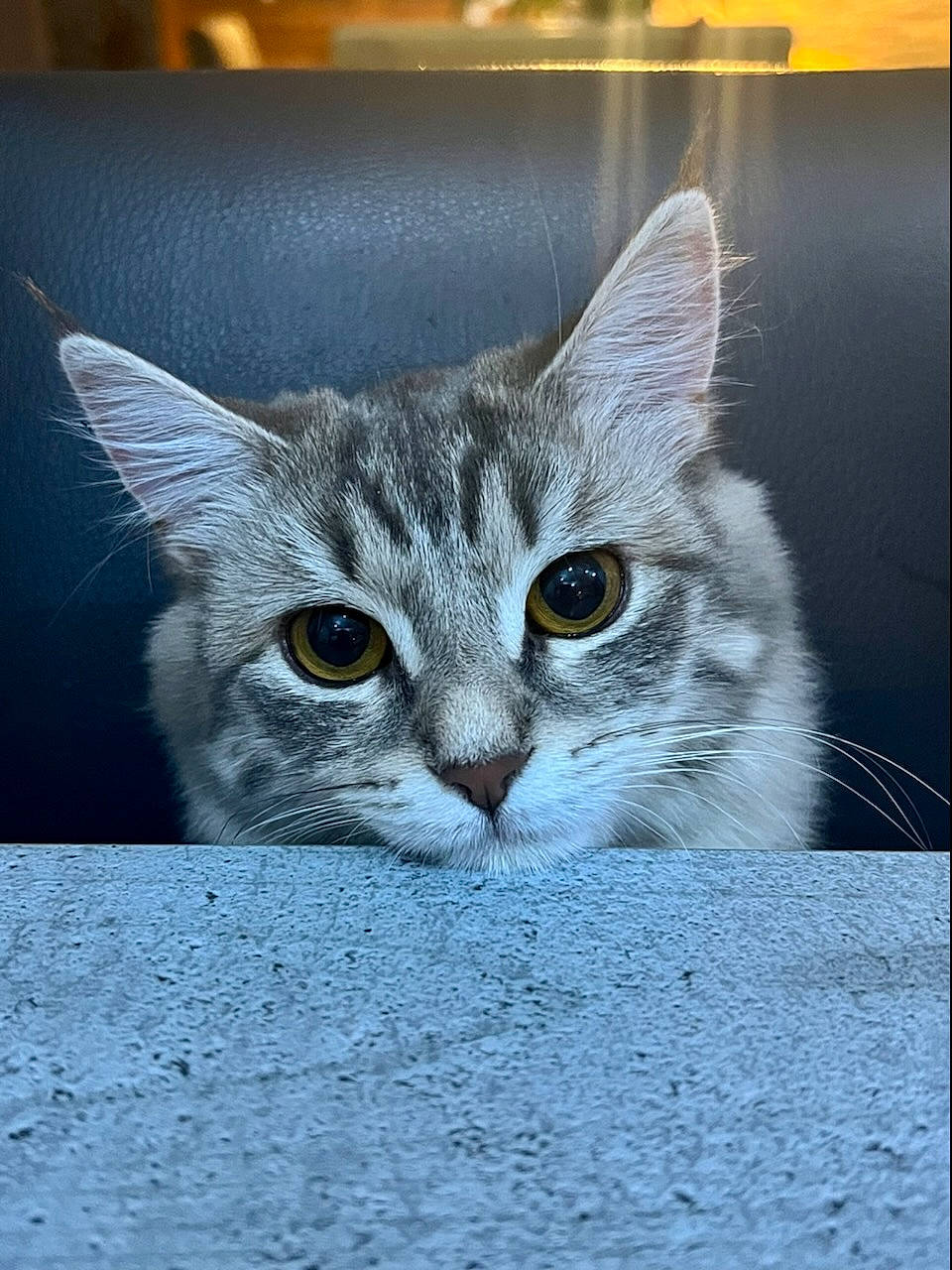 Shellby participe au concours pour gagner de l'argent avec cette photo : art, carnivore, cat, domestic_short_haired_cat, felidae, fur, grey, illustration, iris, paw, photo_caption, picture_frame, rectangle, small_to_medium_sized_cats, snout, terrestrial_animal, visual_arts, whiskers, wildlife, window