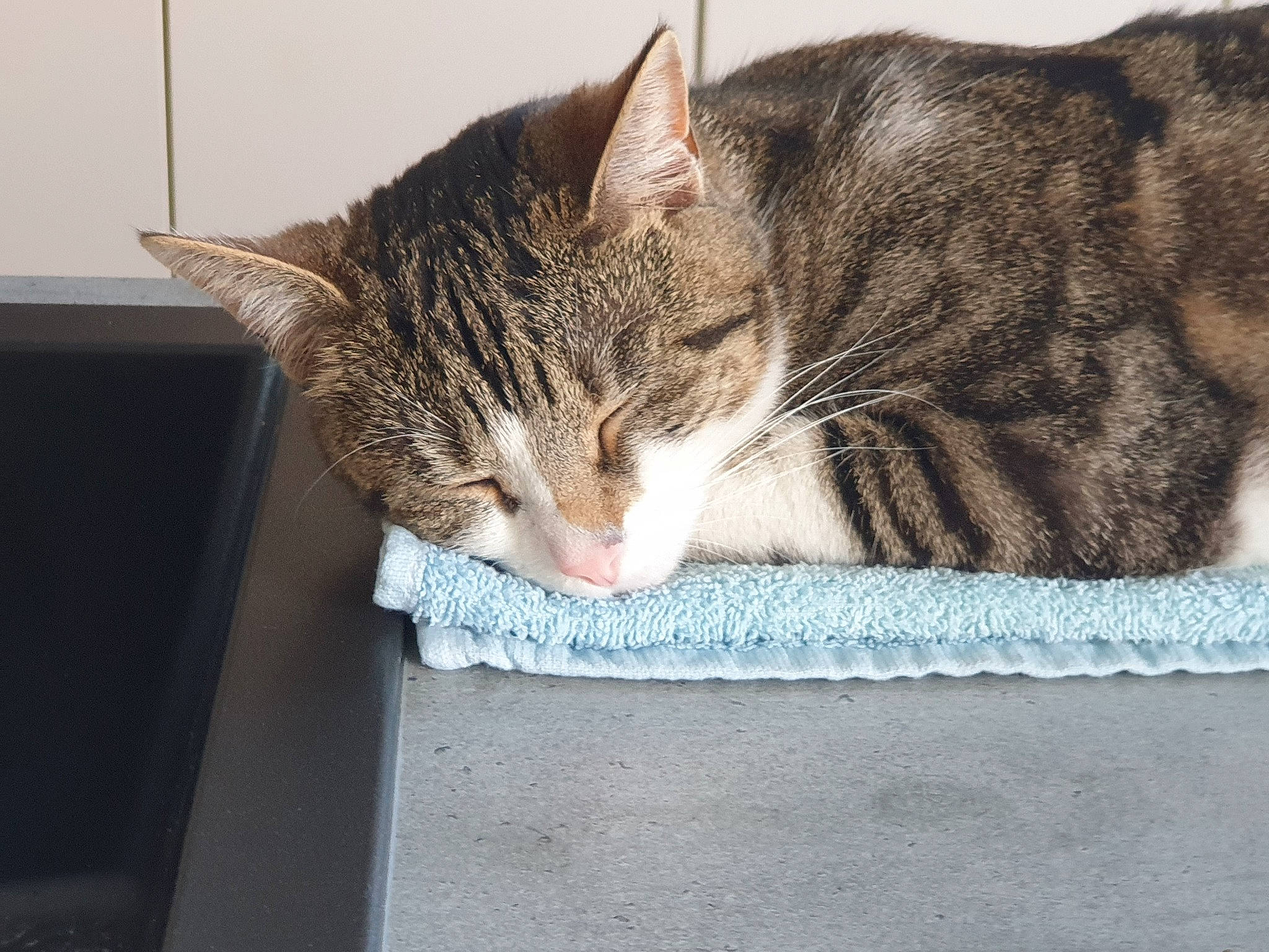 Punky a rejoint le concours — aidez-le/la à gagner de superbes lots ! carnivore, cat, claw, domestic_short_haired_cat, eye, felidae, fur, grey, paw, sitting, small_to_medium_sized_cats, snout, tail, tree, vehicle_door, whiskers, window, windshield, wood