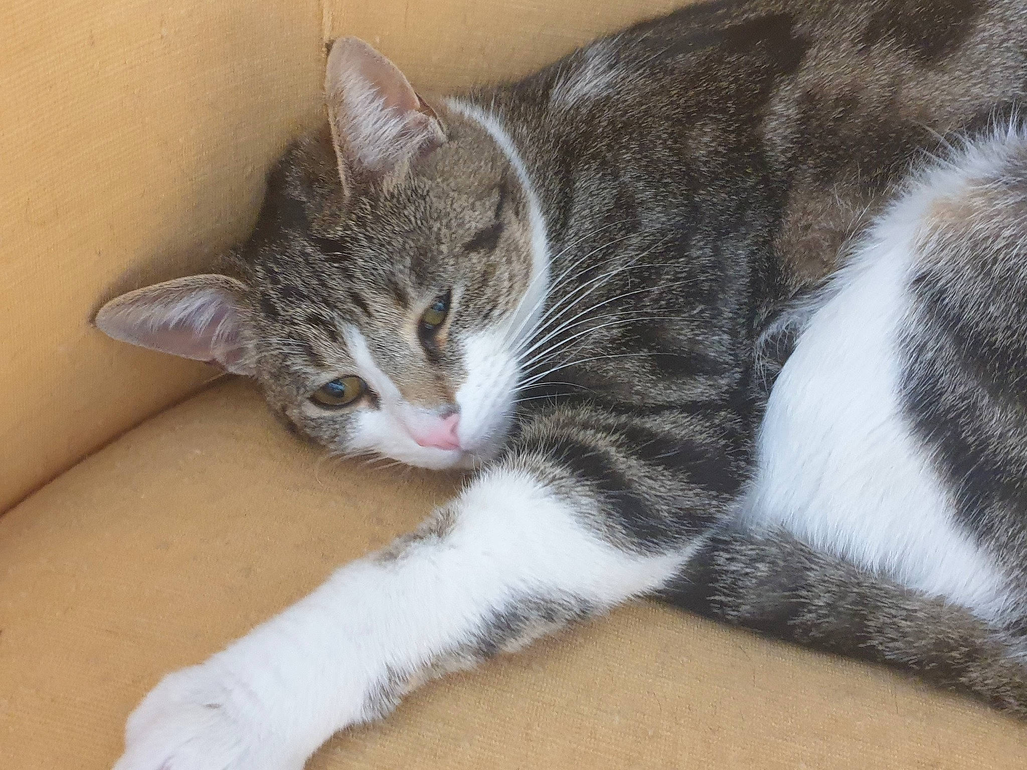 Punky participe au concours pour gagner de l'argent avec cette photo : carnivore, cat, claw, comfort, domestic_short_haired_cat, felidae, flooring, foot, fur, grey, nap, paw, small_to_medium_sized_cats, snout, tail, whiskers