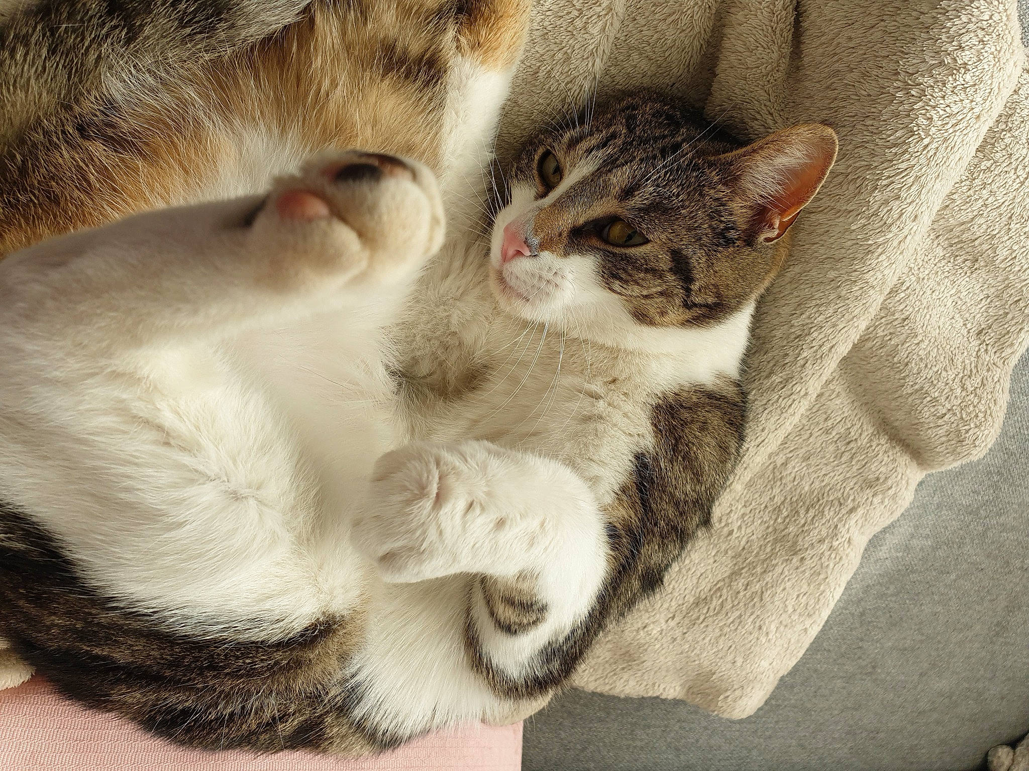 Punky participe au concours pour gagner de l'argent avec cette photo : carnivore, cat, claw, close_up, comfort, domestic_short_haired_cat, eye, fawn, felidae, fur, gesture, grey, nap, paw, sleep, small_to_medium_sized_cats, snout, tail, whiskers, wildlife