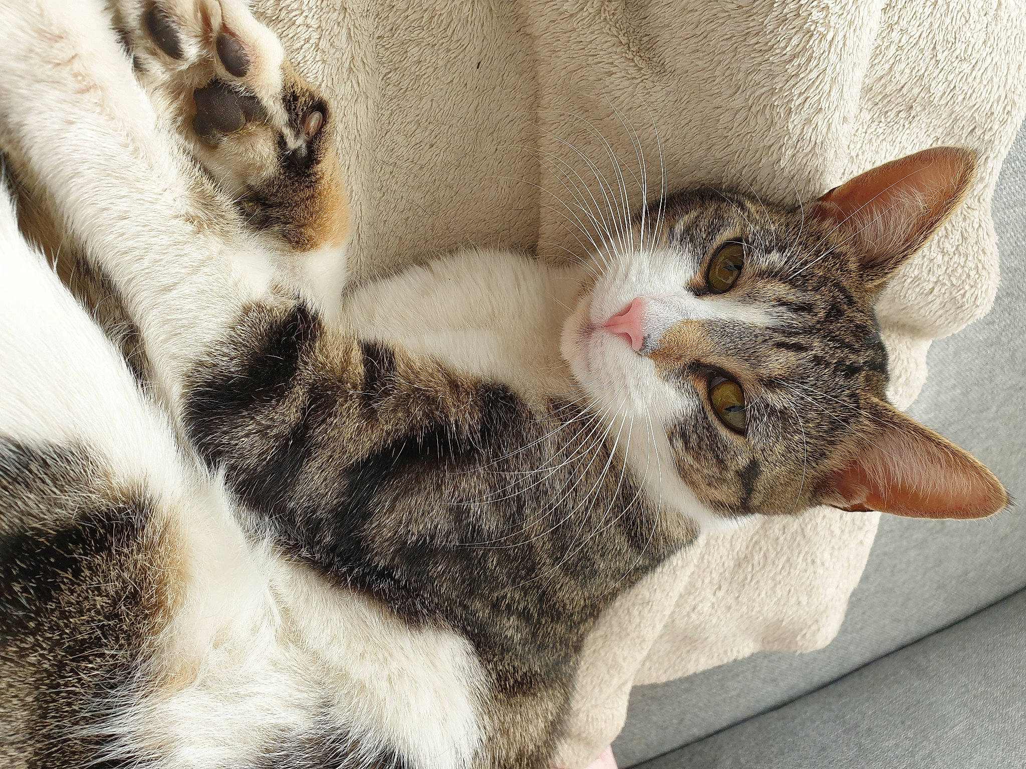 Punky a rejoint le concours — aidez-le/la à gagner de superbes lots ! carnivore, cat, claw, comfort, domestic_short_haired_cat, fawn, felidae, foot, fur, nap, pattern, paw, sleep, small_to_medium_sized_cats, snout, tail, terrestrial_animal, whiskers