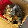 cat, tabby_cat, cardboard_box, red_blanket, pet, animal, feline, indoor, wooden_floor, curious, striped_fur, whiskers, relaxed, cozy, looking_at_camera, domestic_animal, cute, resting, close_up, soft_light