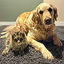 golden_retriever, dog, cat, tabby_cat, carpet, indoor, pet, animal, furry, fluffy, lying_down, relaxed, closeup, companion, cute, domestic_animal, friendship, portrait, mammal, fur