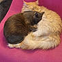 cat, cats, feline, sleeping, cuddle, snuggle, chair, pink_chair, fur, indoor, cozy, pet, animal, resting, domestic_animal, cute, two_cats, tail, wood_paneling, tile_floor