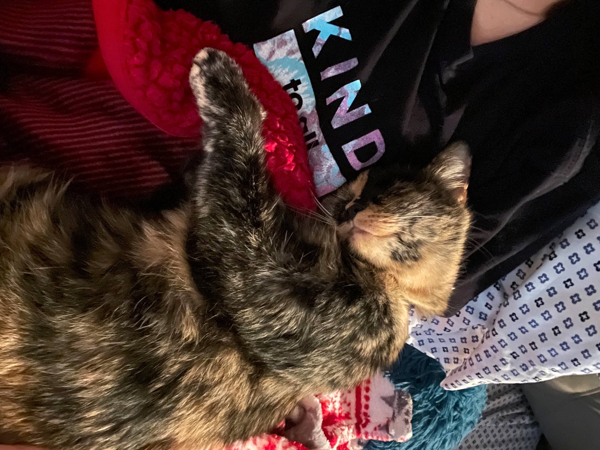 Raya is registered to the contest to win money with this photo: canidae, carnivore, claw, companion_dog, dog_breed, ear, fashion_accessory, felidae, fur, human_leg, liver, magenta, pattern, paw, small_to_medium_sized_cats, snout, sporting_group, tail, terrier, whiskers