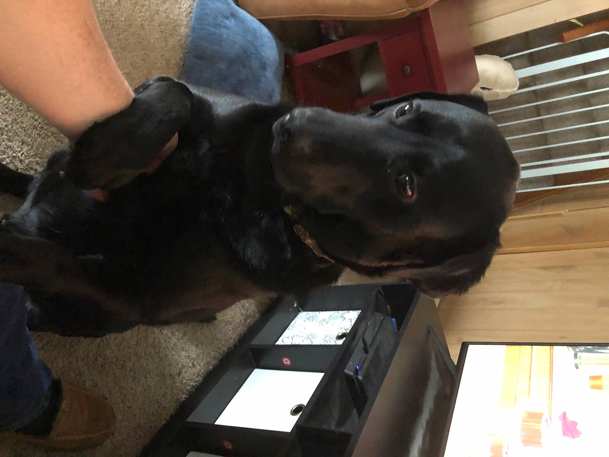 Duke joined the competition — help win amazing prizes! borador, canidae, carnivore, collar, comfort, companion_dog, dog, dog_breed, dog_collar, ear, fawn, fur, helmet, liver, personal_protective_equipment, pet_supply, snout, sporting_group, window_blind, working_animal