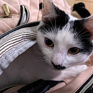 Milkyway is registered to the contest to win money with this photo: animal, bag, black_and_white, cat, closeup, curious, cute, ears, eyes, face, feline, indoor, lining, pet, pink, quilted, resting, striped, whiskers, zipper