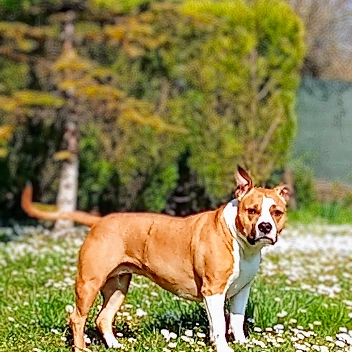 Lyla participe au concours pour gagner de l'argent avec cette photo : animal, boxer, bulldog, canine, dog, field, flower, grass, grassland, hound, land, lawn, nature, outdoors, pet, pitbull, plant, tree, vegetation, woodland