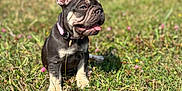 Aby a rejoint le concours — aidez-le/la à gagner de superbes lots ! dog, french_bulldog, puppy, grass, outdoor, sunlight, pet, animal, tongue_out, ears_up, collar, happy, nature, field, young_dog, canine, playful, summer, cute, sitting